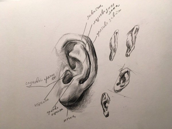 Гипсовые слепки головы Давида рисунок