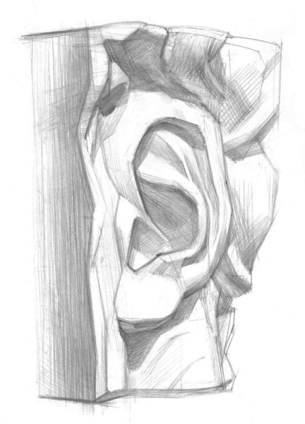 Академический рисунок уха Давида