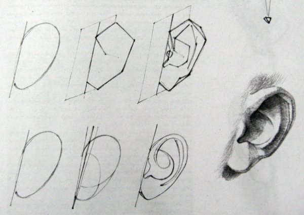 Конструктивный рисунок уха Давида