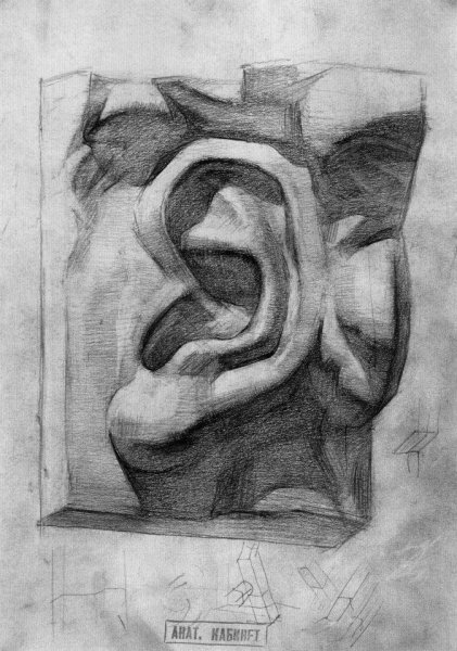 Академический рисунок уха Давида