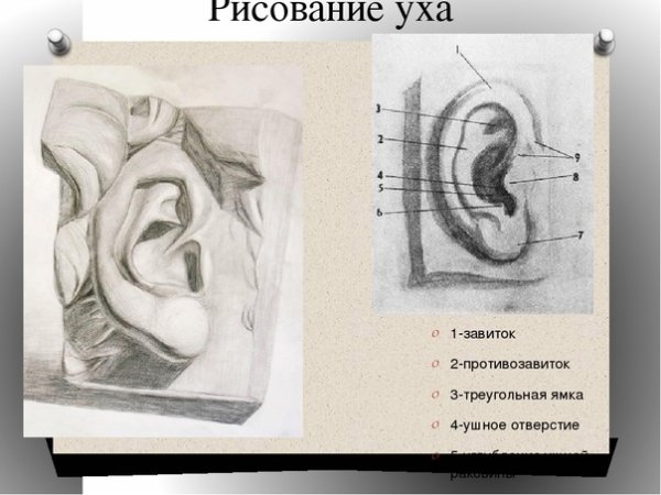 Баммес анатомия уха