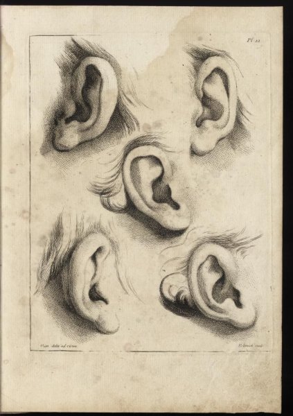 Ухо Давида Академический рисунок