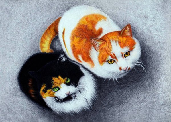 Трёхцветная кошка арт