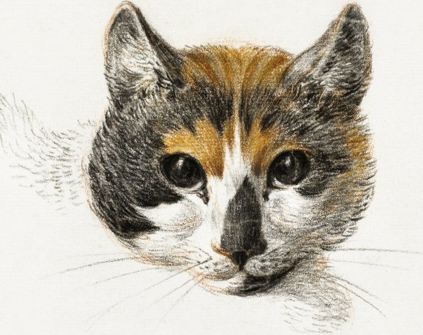 Коты Воители Ярохвоста