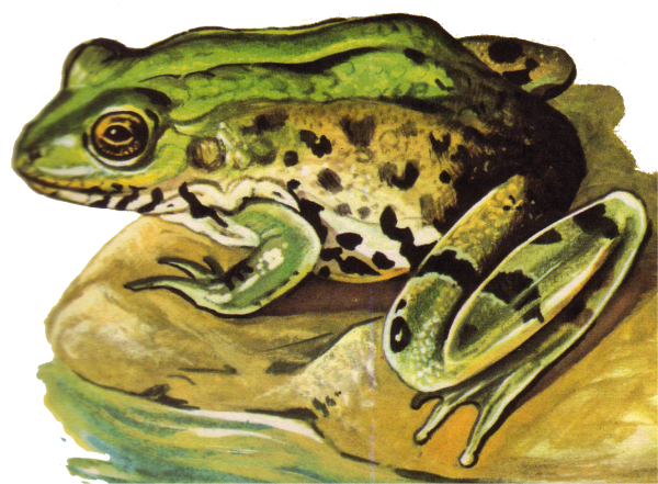 Лягушка рисунок