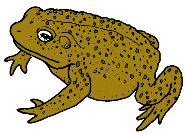 Лягушки мультяшные