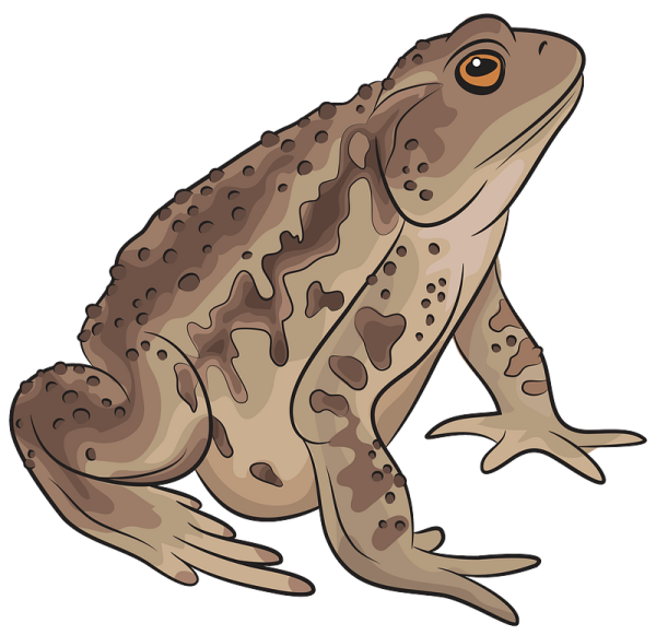 Жаба для детей на прозрачном фоне