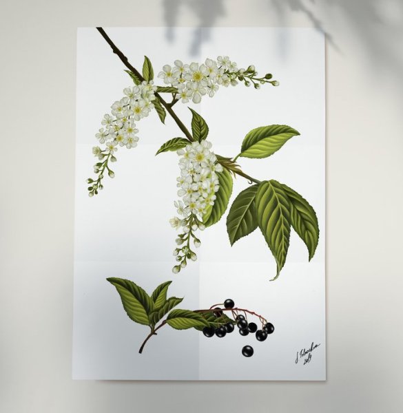 Ботанический атлас черемуха