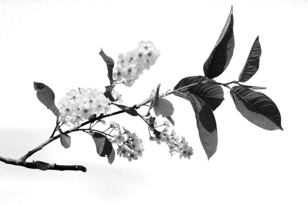 Рисование ветка черемухи