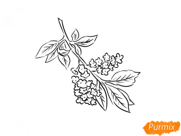 Ветка черемухи рисунок