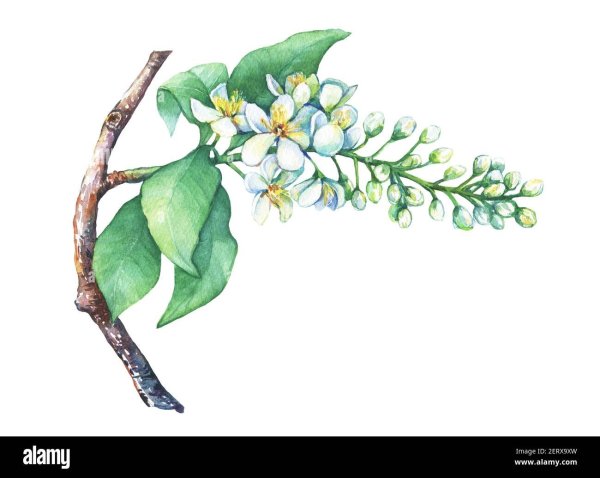 Рисование ветка черемухи