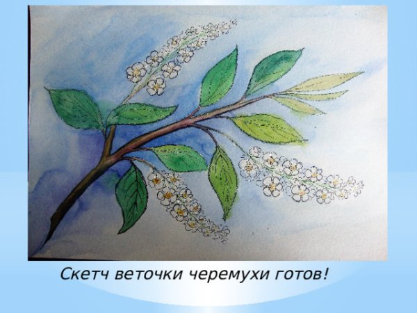 Ветка черемухи по этапам