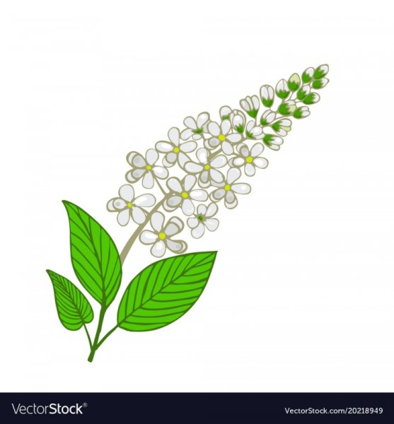 Цветки черемухи для вырезания