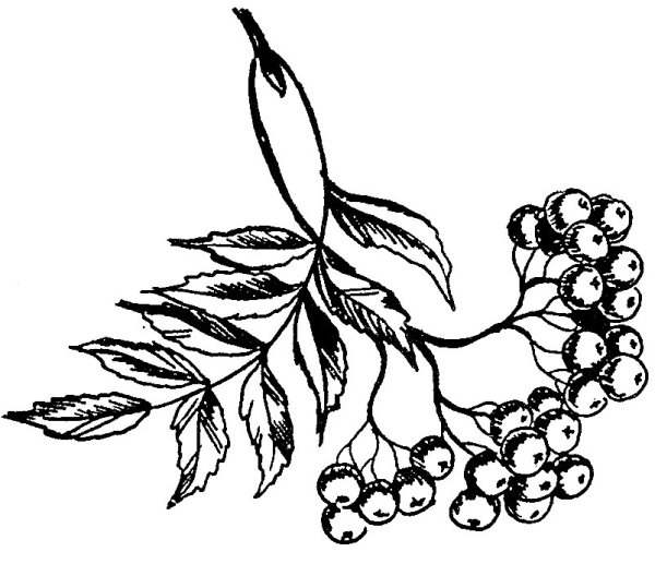 Ветка рябины набросок
