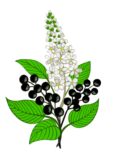 Ветка черемухи