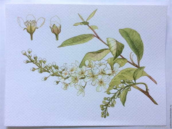 Черемуха карандашом