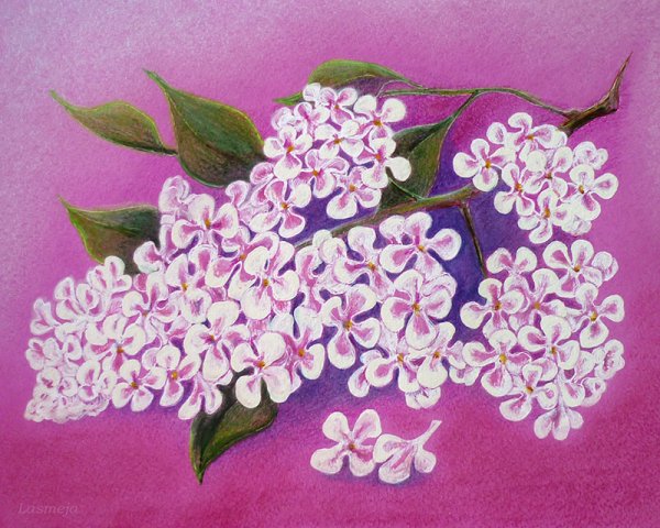 Сирень карандашом