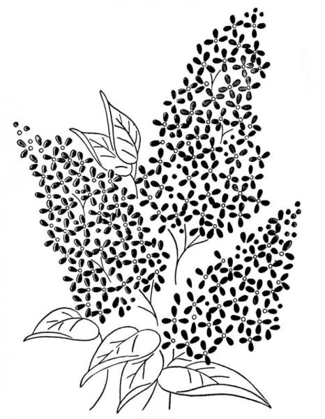 Сирень карандашом