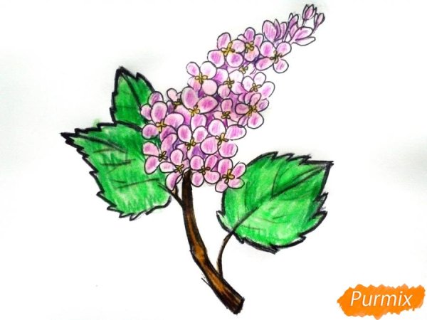 Ветка сирени поэтапное рисование