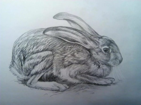 Кролик рисунок карандашом