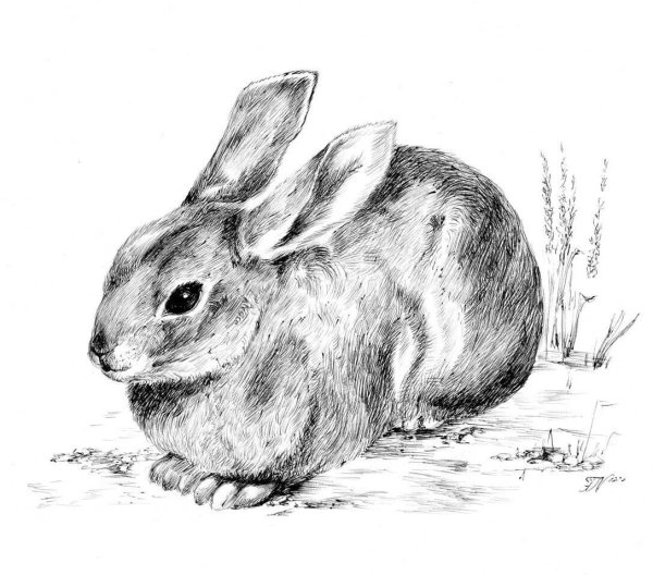 Рисунки животных карандашом