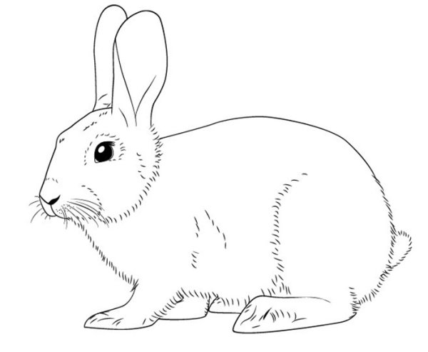 Зайчонок рисунок карандашом
