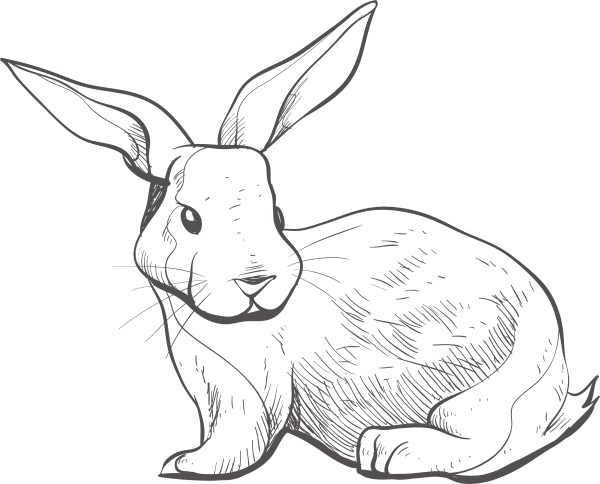 Заяц рисунок