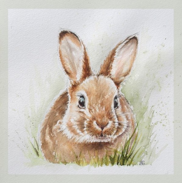 Кролик цветными карандашами