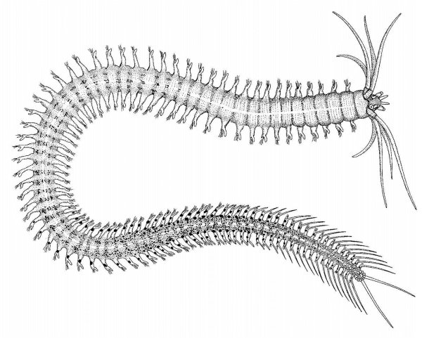 Многощетинковый червь нереис