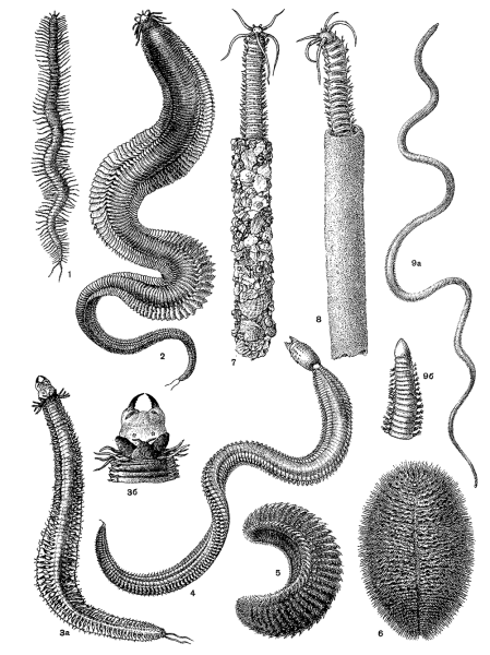 Многощетинковые черви Нереида