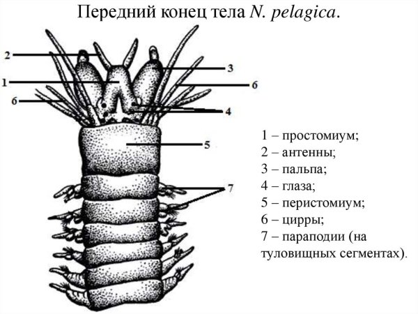 Многощетинковый червь нереис строение