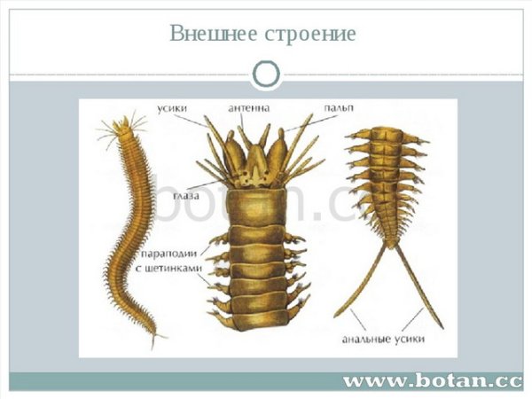 Многощетинковые черви многообразие