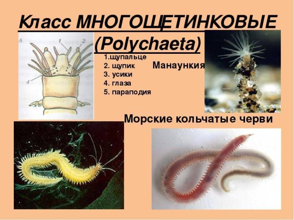 Многощетинковые черви