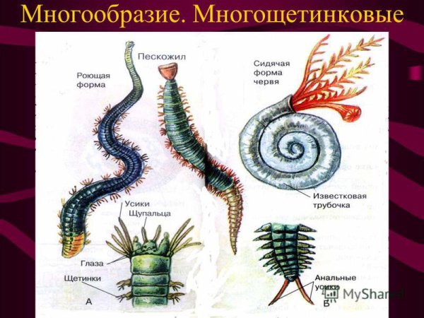 Кольчатые черви Нереида