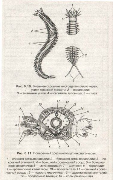 Строение многощетинкового червя