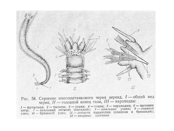 Черви многощетинковые рис