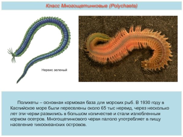 Многощетинковые черви