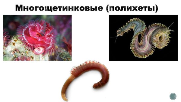 Кольчатые черви полихеты