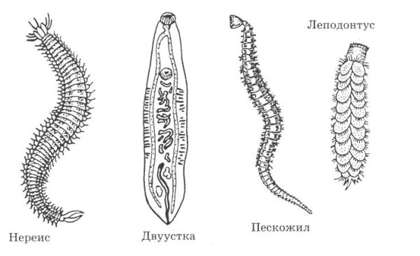 Строение кольчатых червей многощетинковые