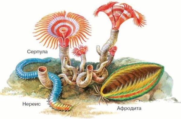 Параподии Нереиды