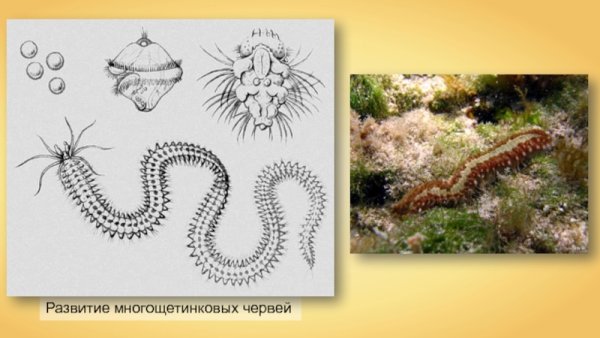 Строение параподии полихеты