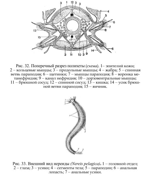 Кольчатые черви полихеты