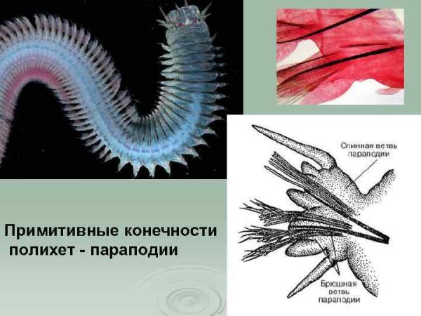 Многощетинковые черви рисунок