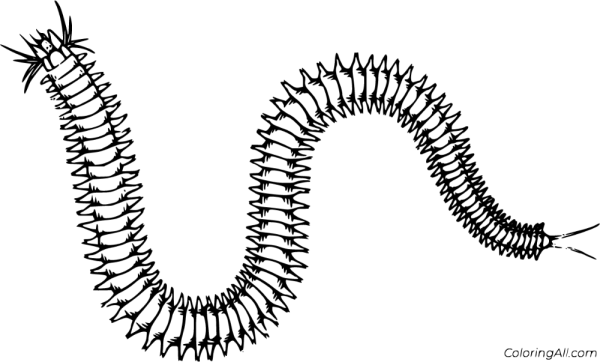 Многощетинковые кольчатые черви представители