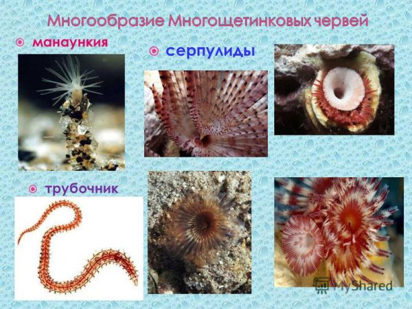 Внешнее строение многощетинковых червей