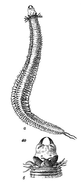 Личинка кольчатых червей