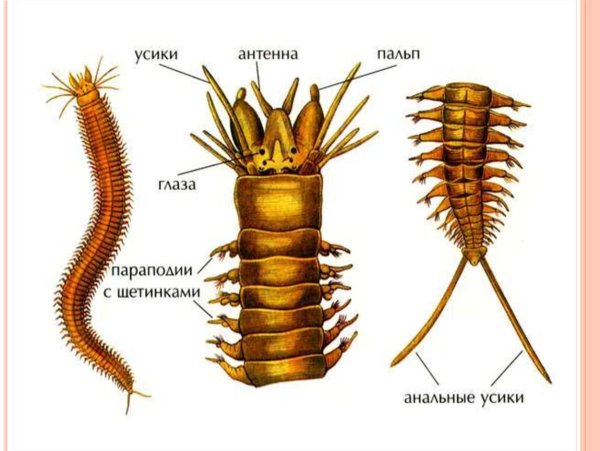Многощетинковые кольчатые черви пескожил