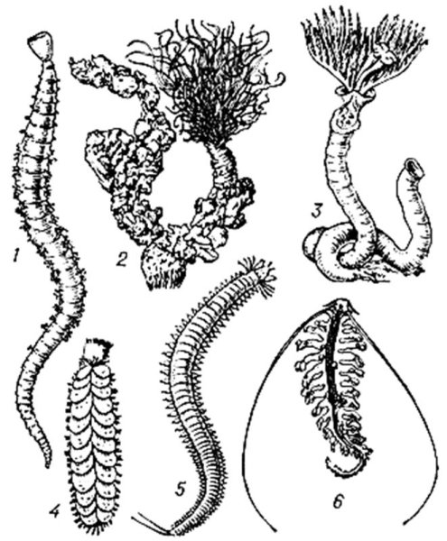 Многощетинковые пескожил