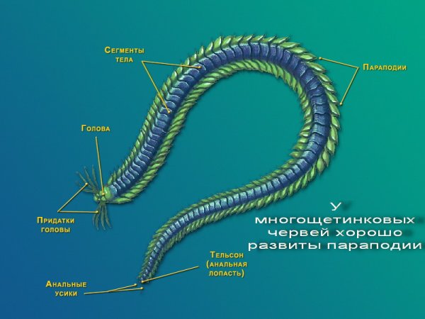 Многощетинковые черви на белом фоне