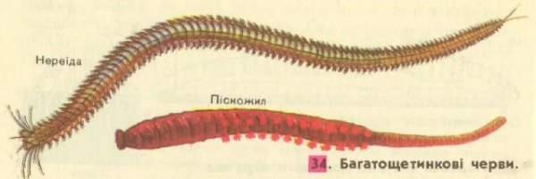 Пескожил кольчатые черви